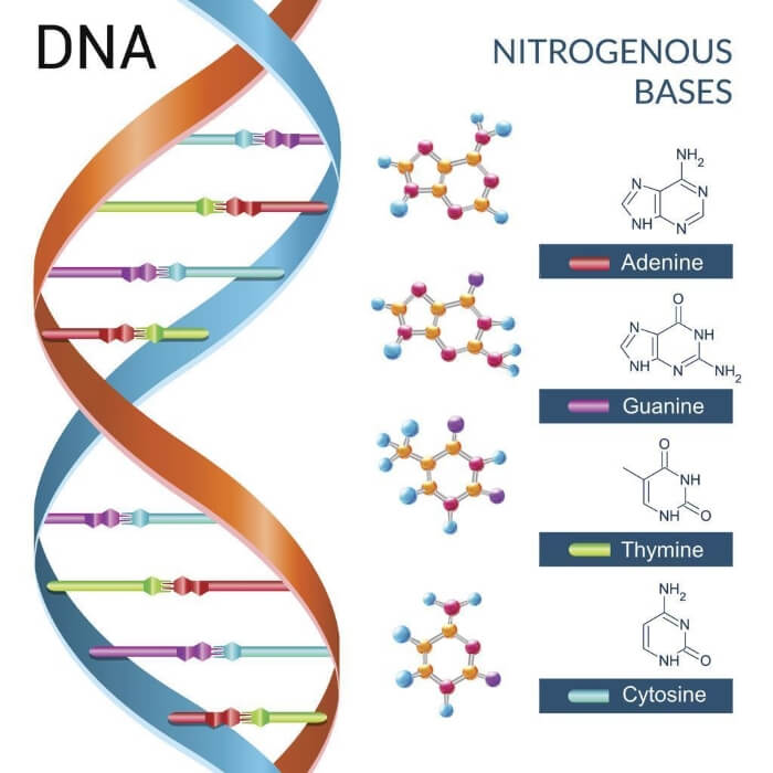 Học thuyết sinh học cho rằng cấu trúc gen, DNA có ảnh hưởng đến hành vi con người